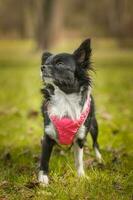 Funny little chihuahua dog plays on the grass. photo