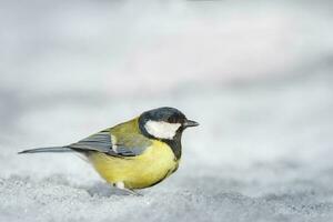 genial teta pájaro parus mayor a pájaro alimentador en jardín, durante invierno tiempo. foto