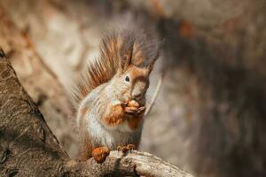 selectivo imagen de rojo ardillas comiendo nuez en de madera tocón foto