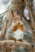 Red Squirrel climbing up in a tree photo