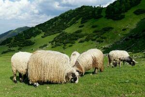 oveja en un lozano verde campo. rural estilo de vida y animal agricultura. grupo de Doméstico oveja en prado comiendo césped. oveja pacer el pastos en el montañas. foto
