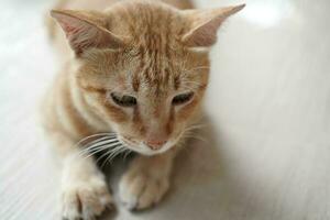 yellow cat sit on beige floor focus something the floor photo