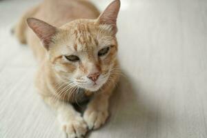 yellow cat sit on beige floor focus something on the front photo