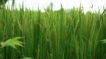 verde orgânico arroz campo ou sawah e pôr do sol dentro arroz plantação dentro Indonésia. agricultura indústria. video