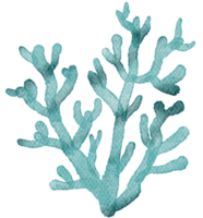 under ocean life element with watercolor painted , Coral reef png