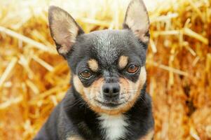 Chihuahua tricolor dog on a straw background. Portrait of a small dog. photo