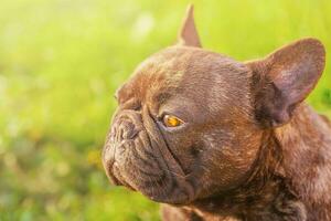 Profile of a dog on a background of grass. French bulldog of tiger color. Animal, pet. photo