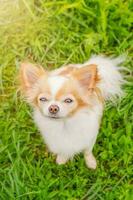 A white and red chihuahua dog is standing on the grass. Portrait of a small breed dog. An animal. photo