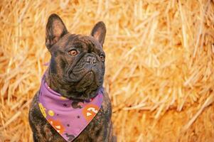 francés buldog en atención en un púrpura pañuelo para Víspera de Todos los Santos. retrato de un adulto perro. un mascota. foto