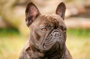 Brown and black french bulldog soft focus on green blurred background. Portrait of a young dog. photo