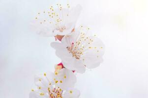 el árbol floraciones con blanco flores naturaleza en primavera. primavera antecedentes suave enfocar. foto