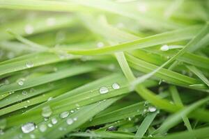 Green grass with dew drops macro photo. Natural green background with soft focus. photo