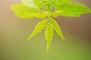 Young green leaves soft focus macro photo. New leaves on green with brown bokeh blurred background. photo