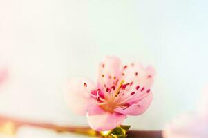 A pink flower on a peach branch in spring against a blue sky background. Trees are blooming. photo