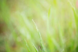 One blade of grass with dew drops in focus, everything else is defocused. Natural background. photo