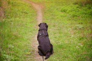 A dog in ammunition facing the camera on a background of grass. Labrador retriever dog on a walk. photo