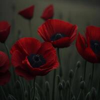 Red Poppy Field with photo