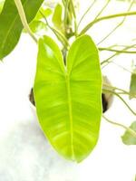 exótico filodendro domesticum hojas en blanco antecedentes foto