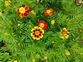 Yellow and orange Marigold flowers in the garden photo