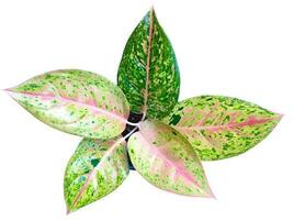 Beautiful Aglaonema Big Roy leaves on white background photo