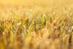 morning dew on the grass photo