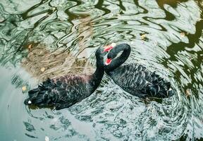 dos negro cisnes en un estanque foto