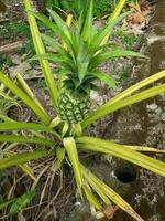 verde joven piña en el hogar jardín, mira hermosa y Fresco foto