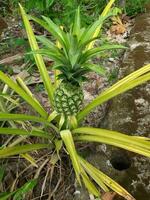 green young pineapple in the home garden, looks beautiful and fresh photo