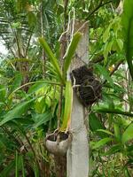 Orchid growing attached to a concrete pillar in a home garden with palm fiber growing media photo