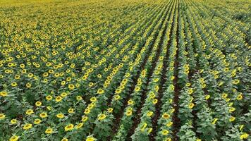 Flyover of a Field of Sunflower Plants video