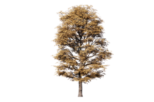 auntum tree clear png