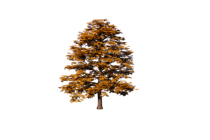 auntum tree clear png