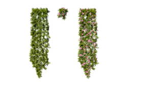 planten voor de muur hek png