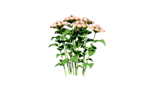 Blume klar transparent png