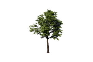 tree clear transparent png