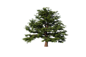 árbol claro transparente png