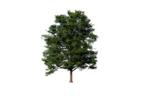 Baum klar transparent png