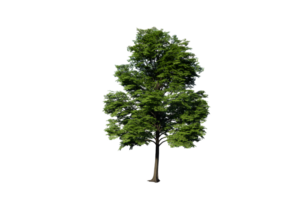 Baum klar transparent png