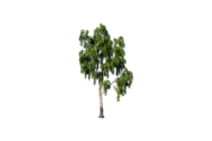 árbol claro transparente png