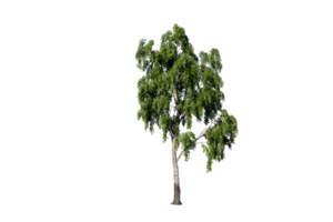 árbol claro transparente png