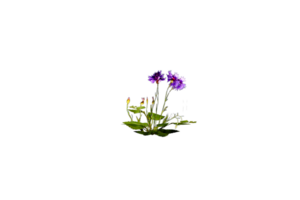 blomma klar transparent png