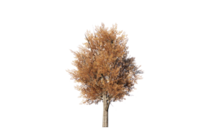 auntum tree clear png