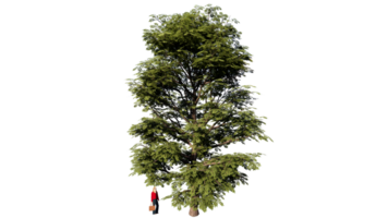 Baum klar transparent png