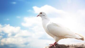 Pigeon sitting on a branch with blue sky and clouds background. International Peace Day Concept, photo