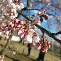 Colorful spring flowers in the garden. Floral background. Spring flowers. photo