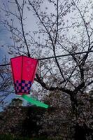 Cherry blossoms and lanterns in the park in spring. photo