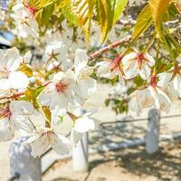 Colorful spring flowers in the garden. Floral background. Spring flowers. photo