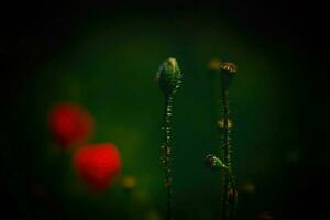 rojo delicado verano amapola en verde prado antecedentes foto