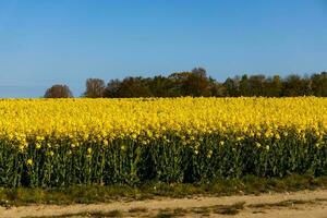 landscape with a field of yellow rape with a blue cloudless sky and ecological wind farms photo