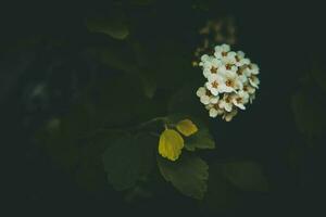 primavera arbusto con blanco pequeño flores en un antecedentes de oscuro verde hojas foto